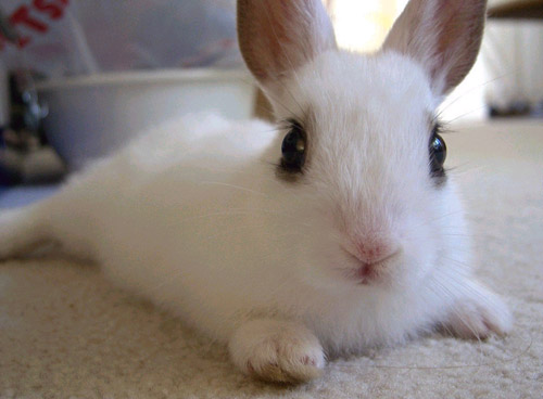 bunny