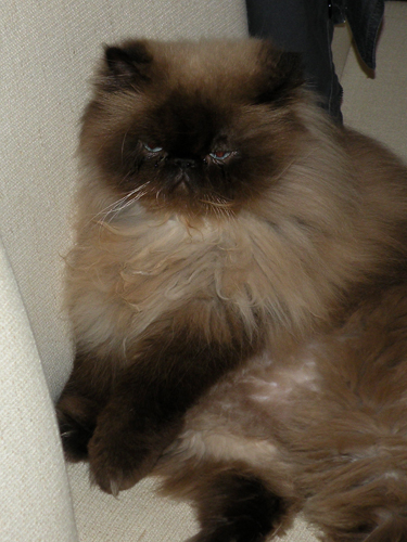 amalia5
