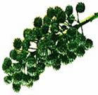 Dica da Karen: Óleo de Rícino